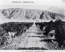 A.E. Cronenwett 's Orange Ranch